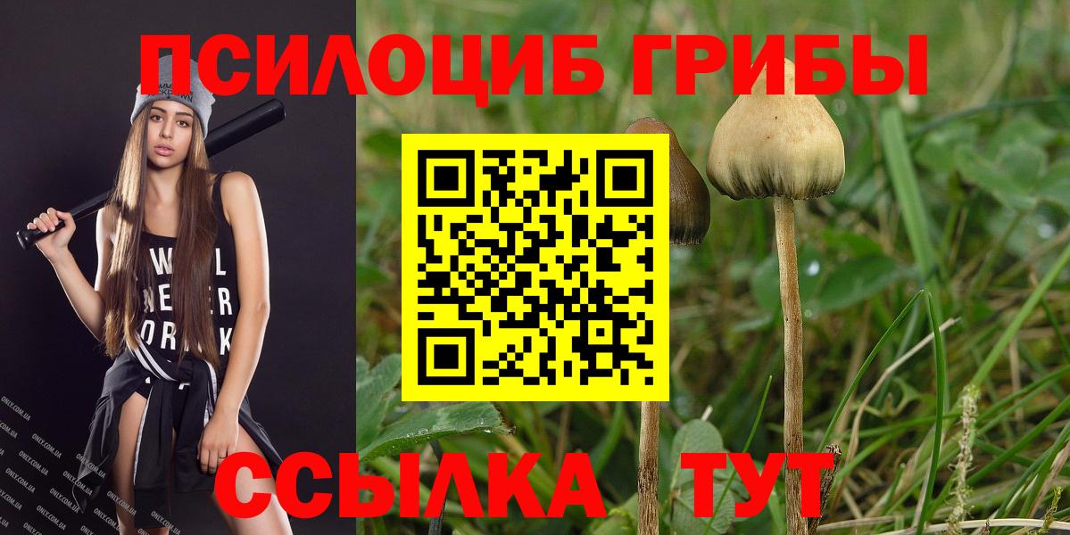 Ипатово  Псилоцибиновые грибы Psilocybe  Псилоцибиновые грибы мицелий  Вход с VPN 